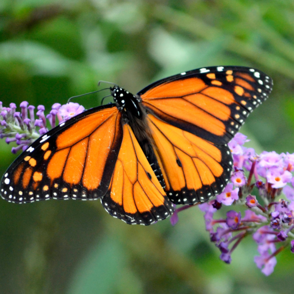 Un cuento de primavera