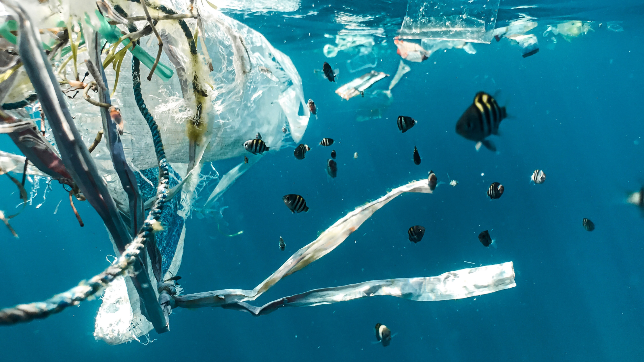 Día internacional libre de bolsas de plástico 
