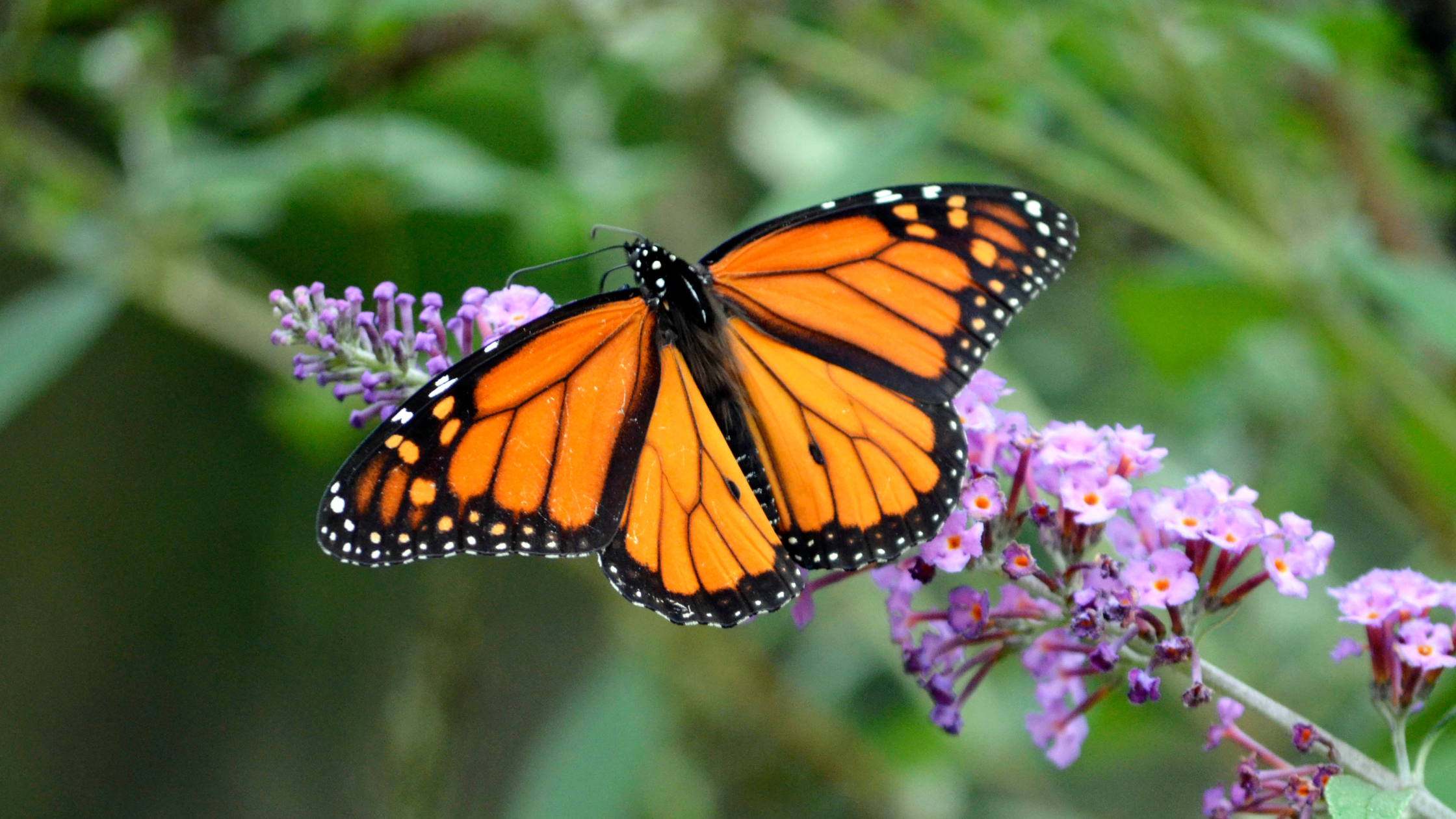 Un cuento de primavera